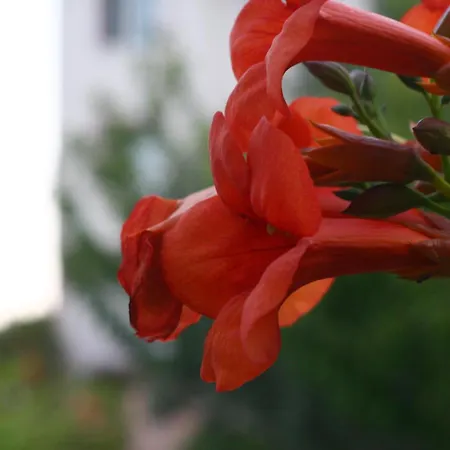 Bahceli Hotel Eceabat