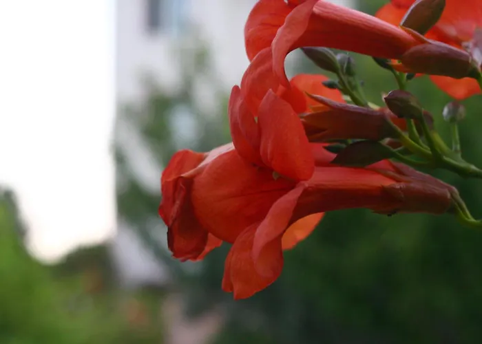 Bahceli Hotel Eceabat